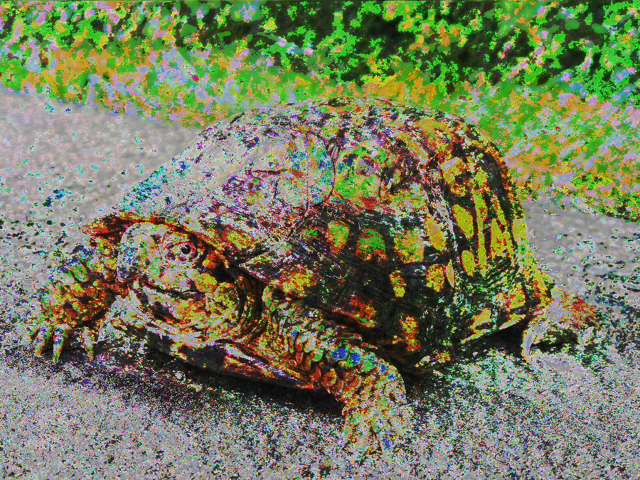 turtle